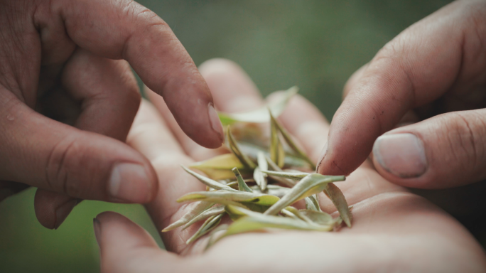 茶农采茶研究茶芽春茶高山茶茶上露珠云雾茶