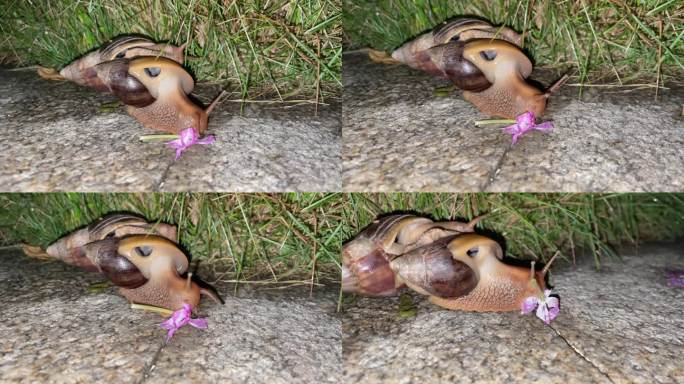 蜗牛进食蜗牛吃花视频酥脆