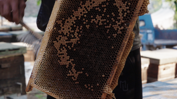实拍养蜂人生活蜂场检查蜂巢蜜蜂采蜜摇蜜