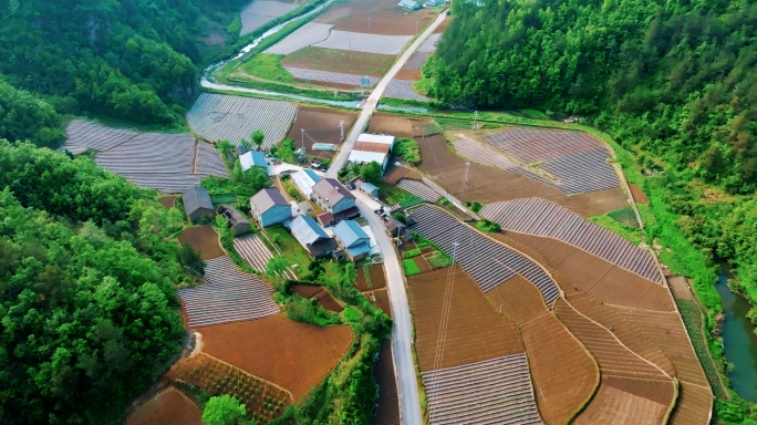 乡村种植产业中国烟草基地