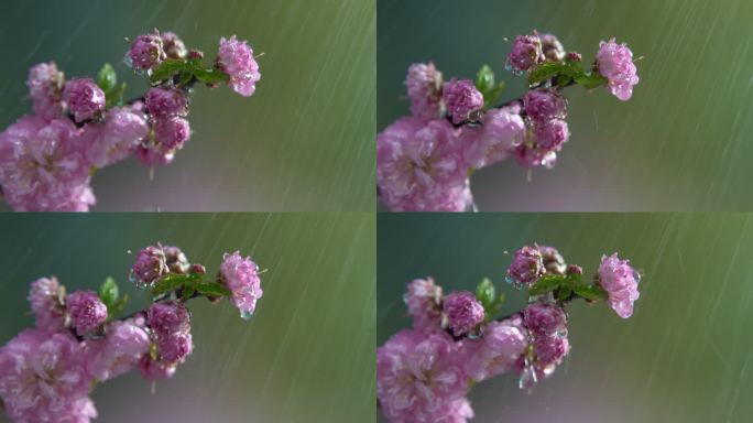 雨中的樱花