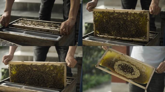 蜂农从蜂箱取出蜂巢框抖蜂