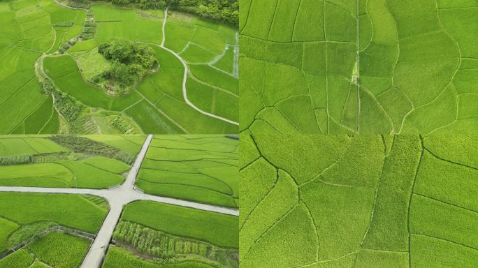 俯拍田野稻田水稻绿色种植粮食美丽乡村