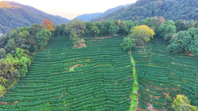 唯美杭州西湖龙井茶文化景区航拍茶园地茶叶