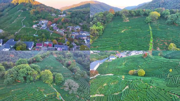 唯美杭州西湖龙井茶文化景区航拍茶园地茶叶