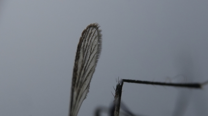 微距 蚊子 昆虫 标本 蚊虫