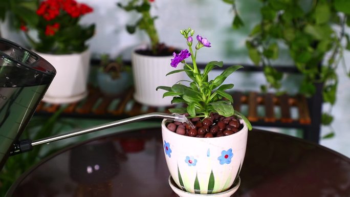 紫罗兰 浇水 花