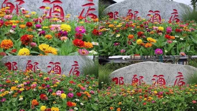 郊野公园邯郸酒店门口的花及酒店名称