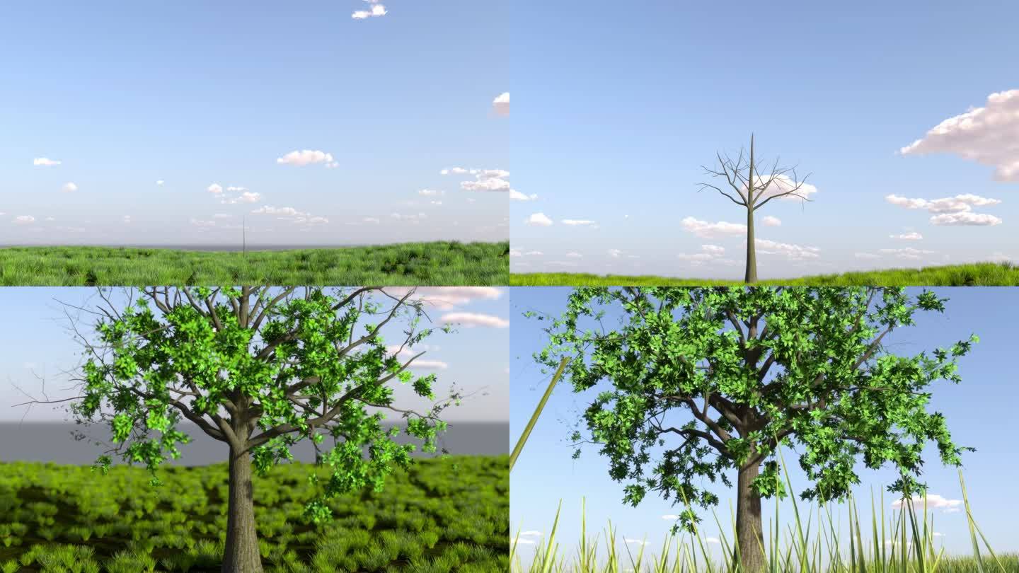 小树树苗幼苗树生长发芽长成大树过程动画