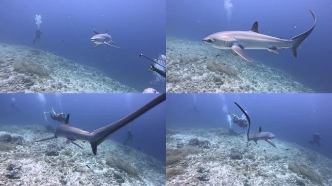 海底世界的鲨鱼