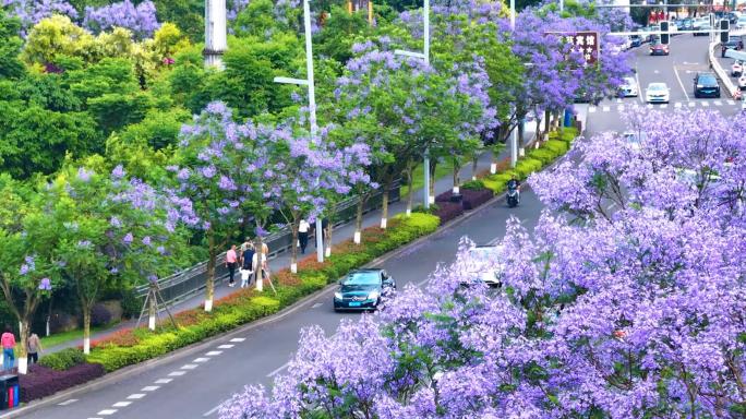 蓝花楹