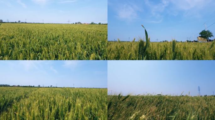 农村麦地麦田麦子即将成熟风吹麦田