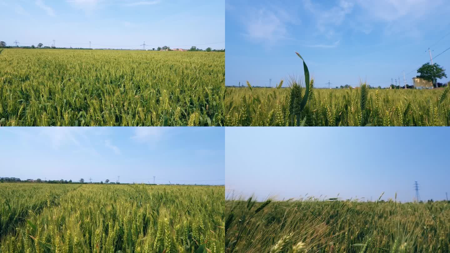 农村麦地麦田麦子即将成熟风吹麦田
