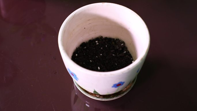 紫罗兰 换盆 栽植 填土 陶粒