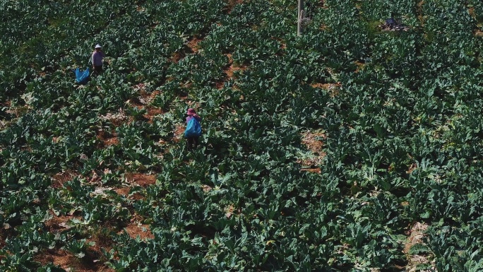 4k航拍菜农在菜地里劳作摘花菜