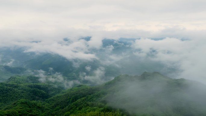 （延时）广西山区竹林竹海竹山云海翻滚