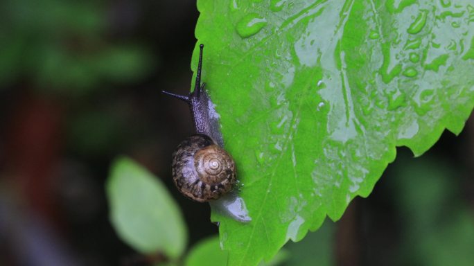 悠闲蜗牛缓慢爬行 树叶雨水微距特写