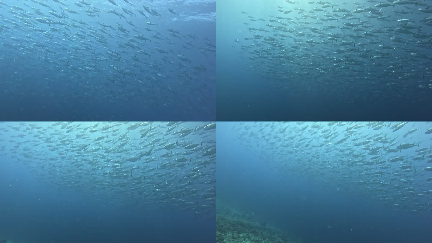 海底世界 鱼群