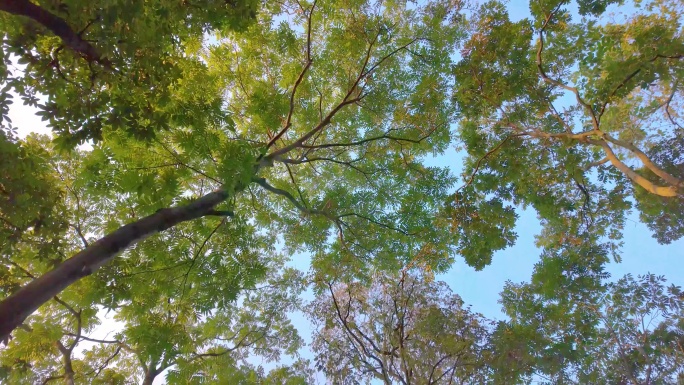 唯美仰望仰视仰拍树林树叶树木空镜头9