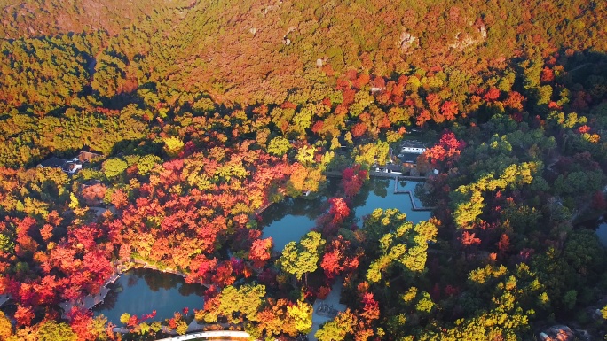 4k航拍苏州天平山秋景