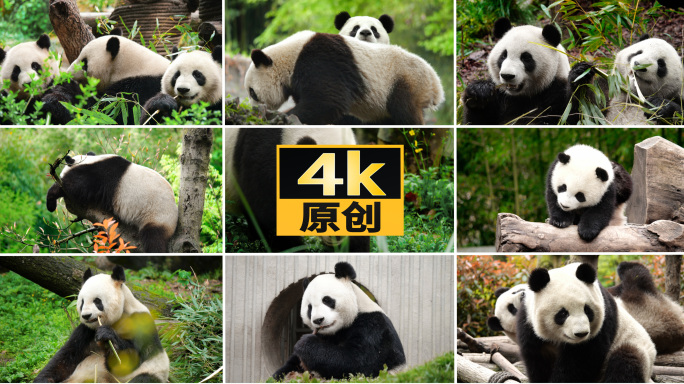 大熊猫熊猫幼崽熊猫基地