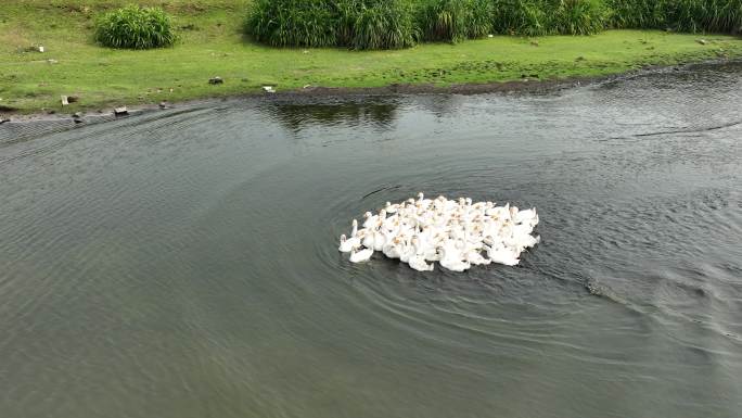 湖泊中的鹅群