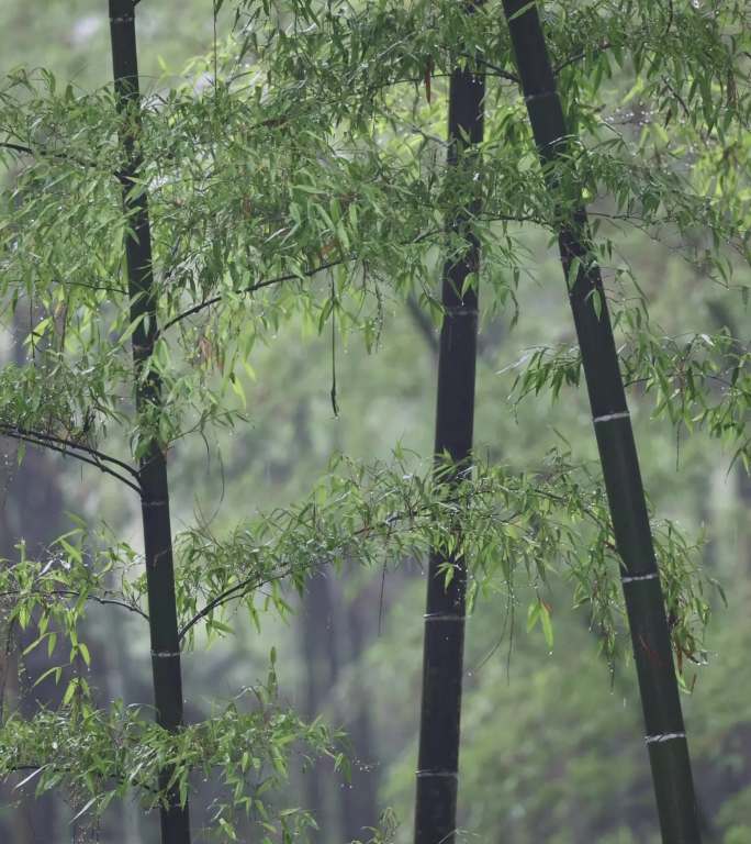 （合集）下雨天竹林竹叶唯美意境竖版竖屏