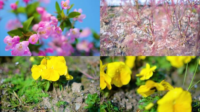 春天来了花朵盛开草木植被风景视频素材9