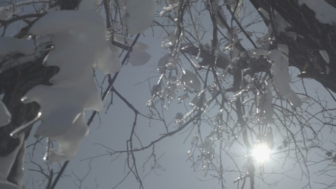 慢镜头树上结冰冰凌逆光