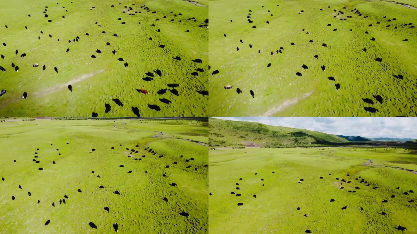 无人机视角的草地牦牛