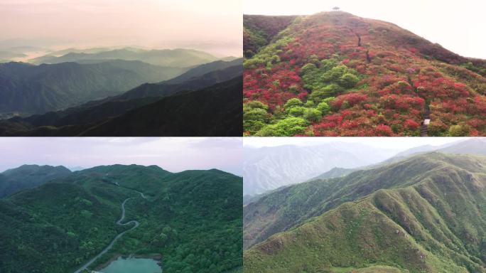 大围山杜鹃花海