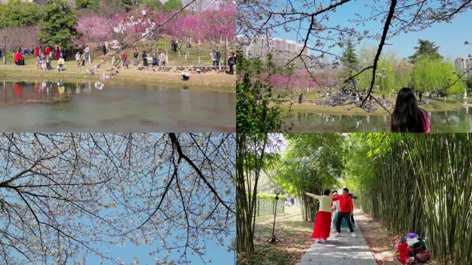 堤角公园樱花季