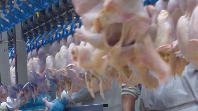 大型肉食鸡加工厂生产线肉食鸡养殖加工