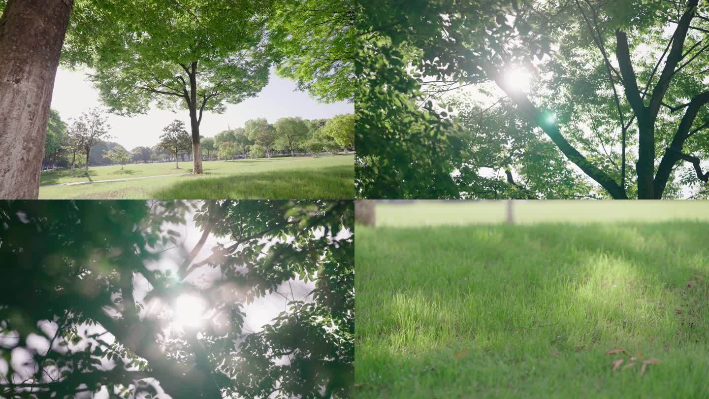 树和绿地，绿荫，树叶逆光，阳光穿透树叶
