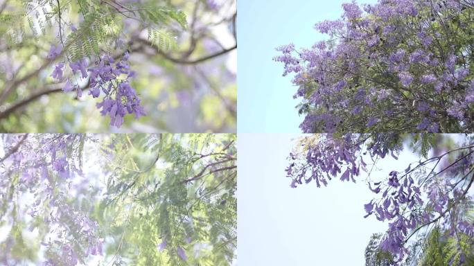 蓝樱花