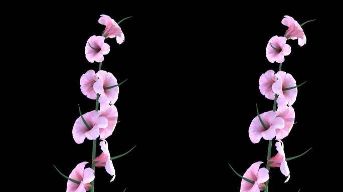 3SHS-粉色花朵 喇叭花 带通道