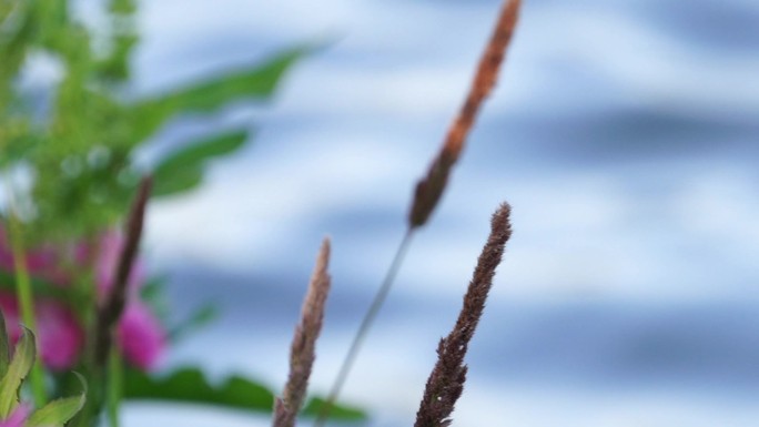 静与动：河边的小草与小花