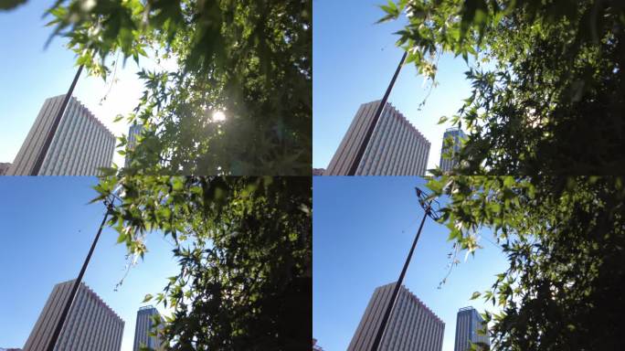 城市阳光穿过树叶子唯美风景视频素材
