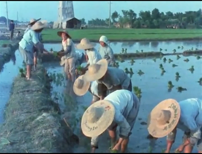 80年代苏州农村耕地种水稻