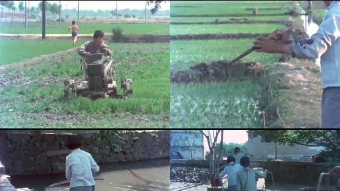80年代苏州农村耕地种水稻