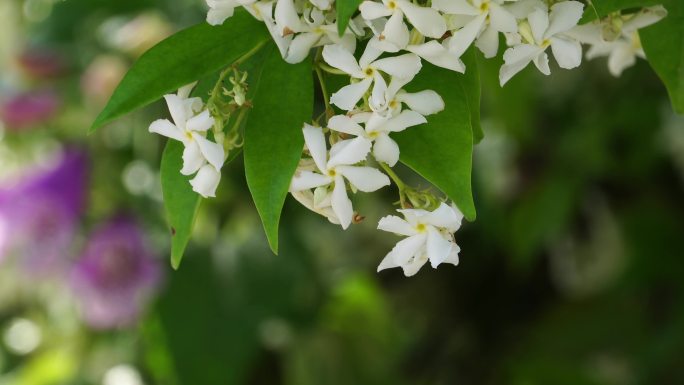 上海国际花展的风车茉莉花