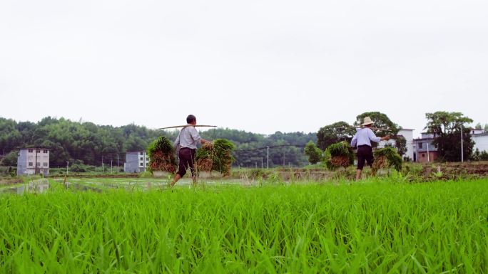 劳作 插秧 航拍稻田 生态农耕 水稻