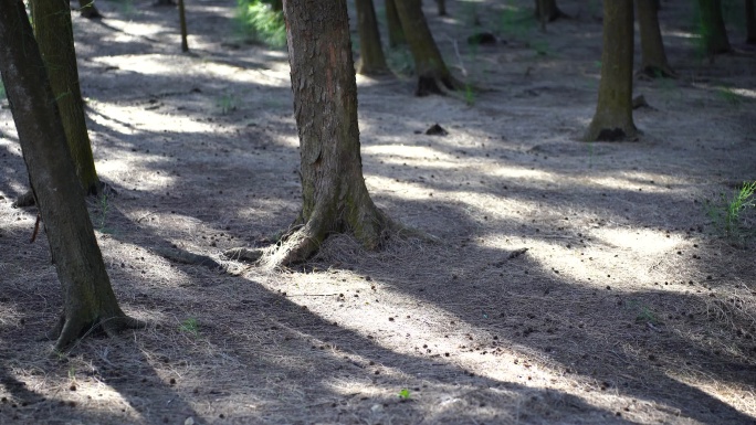 森林里的树木阳光树林树干松树林马尾松树干