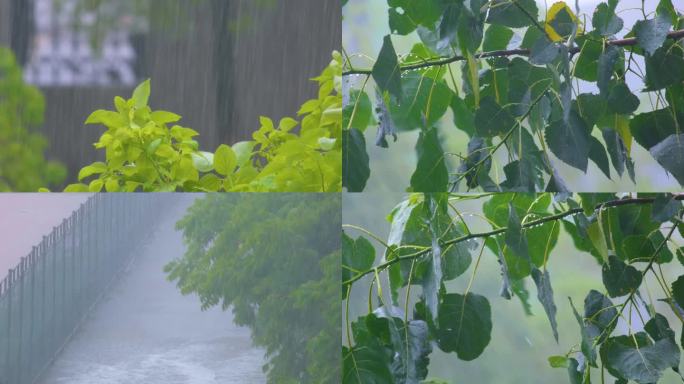 城市下暴雨下雨天雨水雨滴植物树叶子树木雨