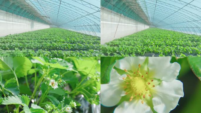 丹东草莓温室航拍及草莓花