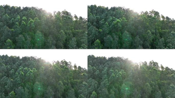 阳光森林俯拍树林航拍森林风吹松树林太阳光