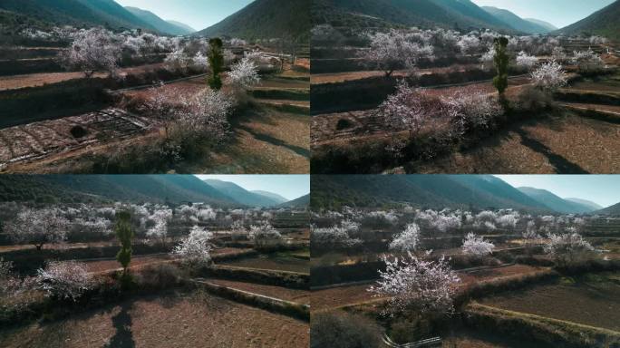 云南香格里拉尼西藏族村庄汤堆村桃树林