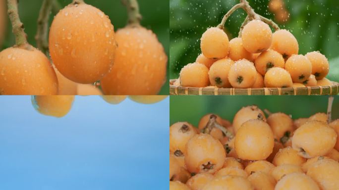 枇杷果实新鲜水果枇杷种植园枇杷农业农产品
