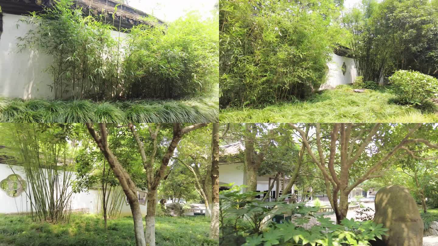 竹林树林的庭院