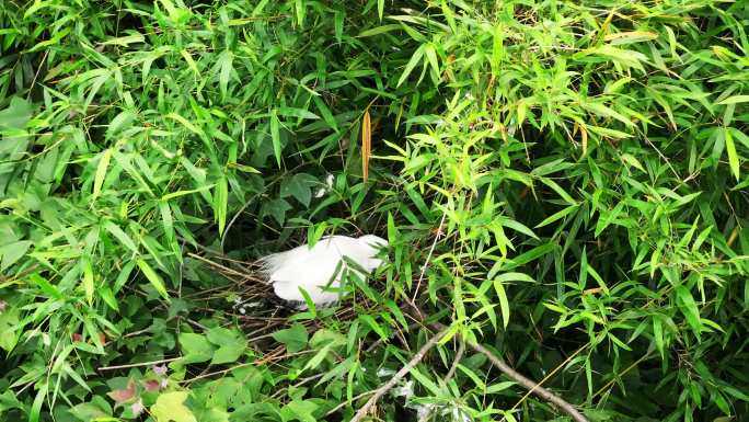 白鹭孵化孵蛋孕育生命